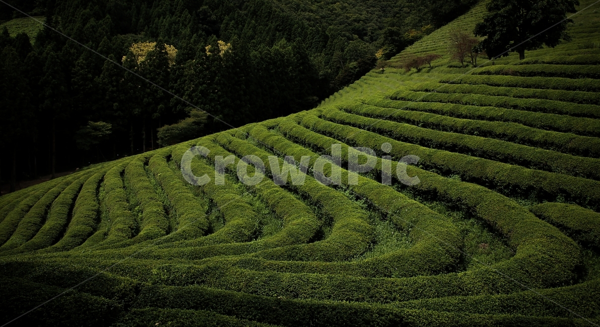 보성,녹차밭,자연,녹차,풍경,자연,풍경,nature,landscape,한국자연풍경,한국자연경관,korea nature landscape,산업,industry,industrial,농업,농사,agriculture,farming,farming industry,outdoors,옥외,green,녹색,초록