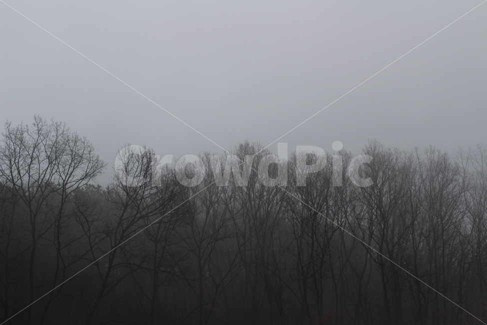 자연,흐림,비,숲,나무,시골,양평,안개,식물,자연,풍경,nature,landscape,weather,날씨,outdoors,옥외