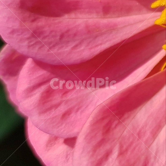 백일홍,초롱꽃목,국화과,한해살이풀,꽃,flower,식물도감,beautiful,zinniaelegans,개량,식물,순수,pure,감성,꽃줄기,총포조각,7월,순결,핑크,퍼플,속씨식물,쌍떡잎,들꽃,illustrated plant book,꽃잎,내화피,암술,꽃밥,화관,갈래꽃,통꽃,수분,花冠,petal,內花被,외화피,꽃가루,충매화,돌려나기,방사대칭,양성화,화엽,꽃대,노란꽃,노란색,pink,plant,식물,자연,plants,nature,꽃,flower