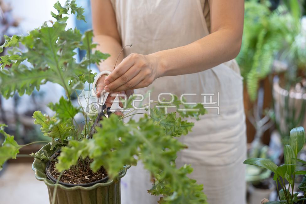 소상공인,플로리스트,비즈니스,상인,상점,홈가드닝,화분,꽃집,식물,플랜테리어,원예,실내,직업,작업,점주,직업인,한국인,꽃꽃이,소매업,주인,손질,관리,운영,얼굴,여자,앞치마,젊은여자,원데이클래스,동양인,플라워