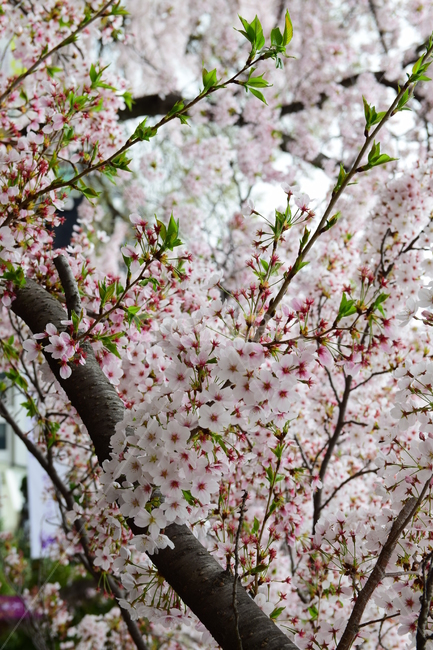 벚꽃,봄꽃,봄,꽃,벚꽃축제,사쿠라,자연,계절,spring,flower,힌꽃,벚꽃나무,벚꽃놀이,핑크,힌색,식물,자연,plants,nature,꽃,flower