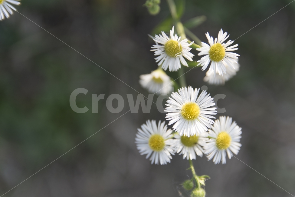 꽃,가을,flower,white,yellow,green,식물,자연,plants,nature,꽃,flower