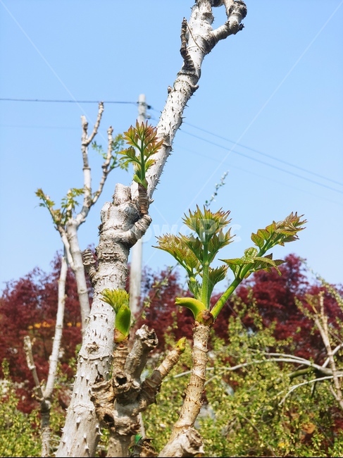 두릅,나물,나무,들판,자연,풀,식물,자연,plants,nature