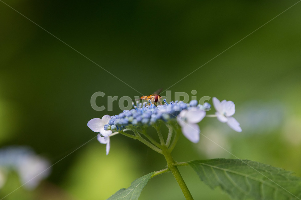 벌,수국,벌레,꽃,여름,곤충,벌레,insect,bug