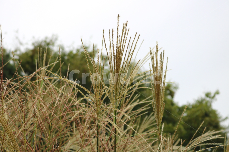 억새,풀,억새풀,식물,자연,벼과,벼과식물,들풀,두영,식물,자연,plants,nature
