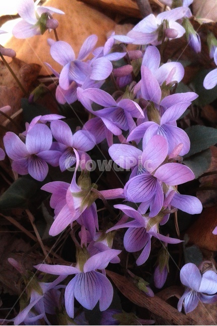 plant,식물,꽃,flowers,봄,spring,nature,자연,보라색,purple,제비꽃