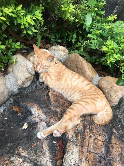 고양이,낮잠,동물,잠,길고양이,동물,animal,포유류,mammal,고양이,cat,kitten,kitty