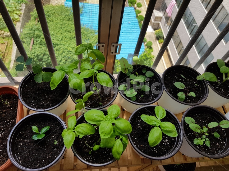 베란다정원,바질수확,바질,녹색,허브,herb,식물,자연,plants,nature