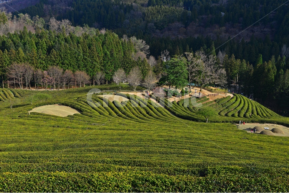 outdoors,옥외,nature,자연,rural,농촌,plant,식물,tree,나무,보성,대한다원,다원,녹차밭,녹차,녹차잎,농업,농경,농사,경작,목련,대한다원목련