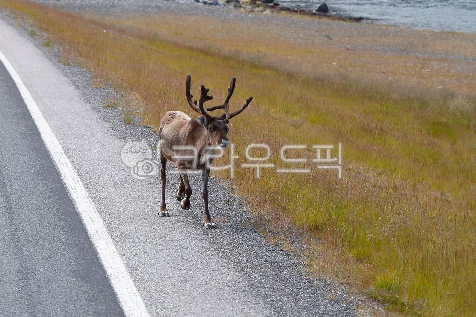 노르웨이,순록,루돌프,루돌프사슴,북유럽로드트립,야생순록,뿔사슴,북유럽야생동물,스칸디나비아,norwayroadtrip,wildlife,reindeer,scandinavia