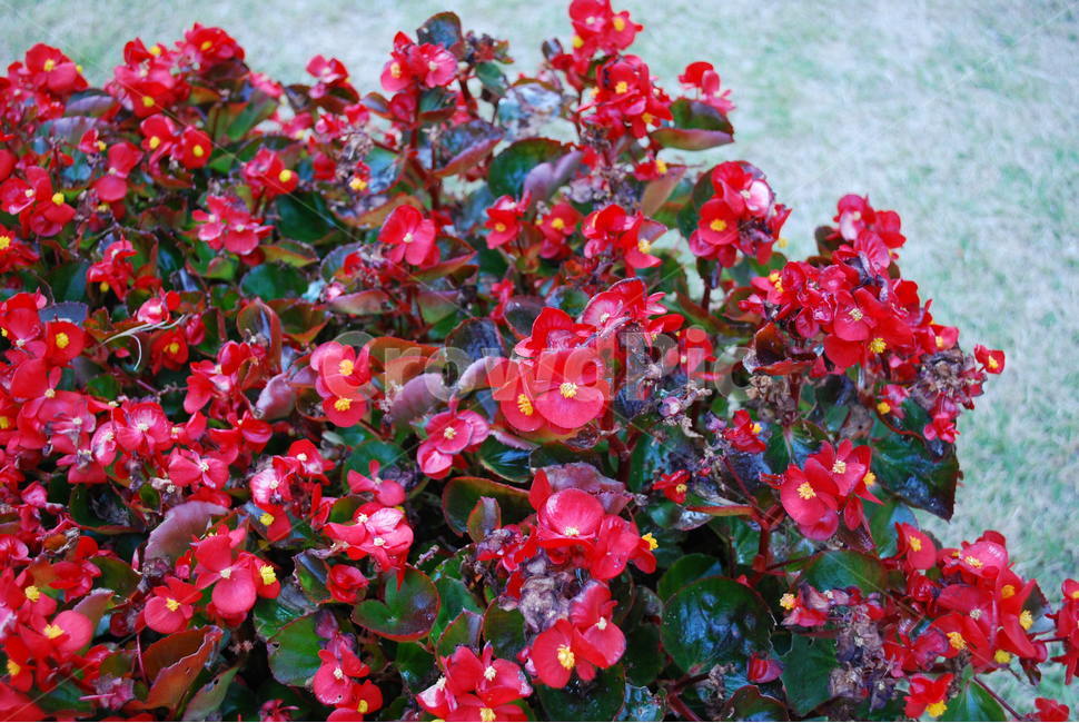 꽃,빨간색,자연,봄,화사한,식물,자연,plants,nature,꽃,flower