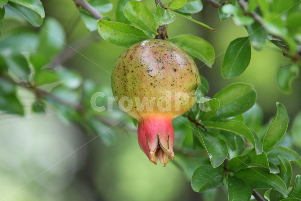석류,열매,과일,pomegranate,fruit