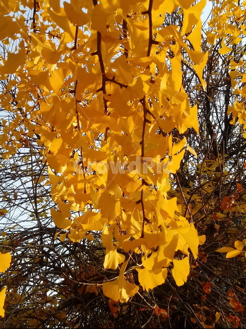 가을,단풍,낙엽,maple,plant,식물,단풍나무,단풍잎,leaf,잎,tree,나무,계절,fallautumnseason,가을단풍,자연,풍경,경치,가을,계절,fall,autumn,season,식물,자연,plants,nature,나무,trees,wood