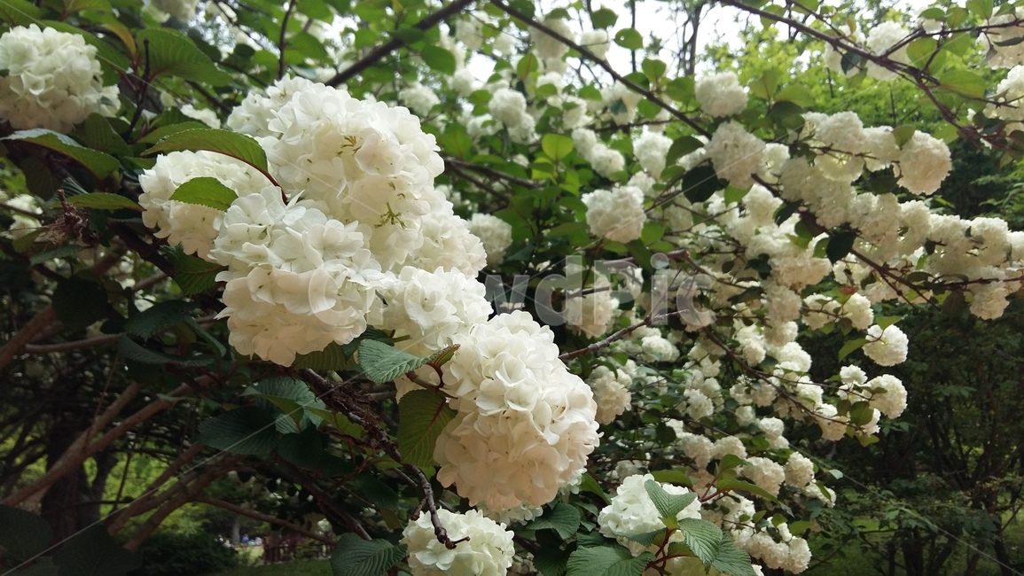 수국,꽃,여름,진심,변덕,식물,자연,plants,nature,꽃,flower