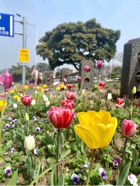 봄,튤립,제주튤립,봄날,봄꽃,식물,자연,plants,nature,꽃,flower
