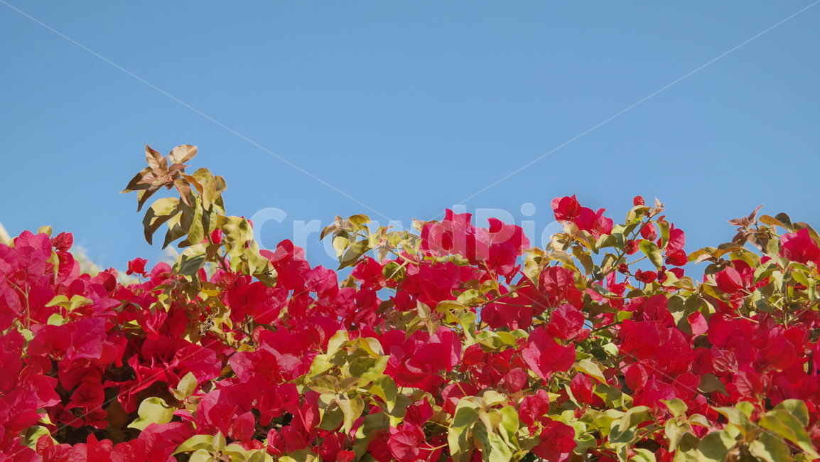 빨간장미,장미꽃,꽃,로즈,플라워,flowers,floral,roses,plants,nature,flower,아름다움,예쁜,장미,장미축제,5월,정원,앞뜰,가든,식물,자연,꽃밭,담