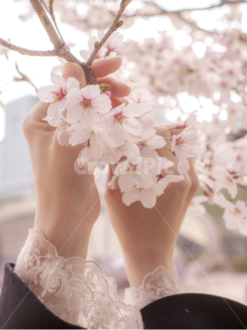벚꽃,봄,벚꽃축제,힐링,flower,핑크,감성,healing,spring,feeling,sensible,색감,여자,손,여자손,woman,hand,봄,계절,spring,season,감성,sensible,feeling,plant,식물,꽃,blossom