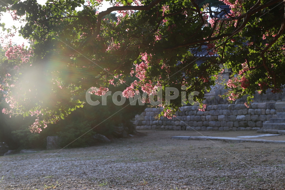 풍경,논산,명재고택,배롱나무,백일홍,식물,자연,plants,nature,꽃,flower,휴식,힐링,rest,relaxation,healing