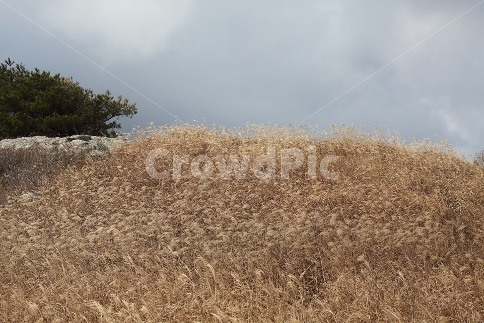 억새,꽃,식물,가을,flamegrass,가을,계절,fall,autumn,season,자연,풍경,nature,landscape,outdoors,옥외
