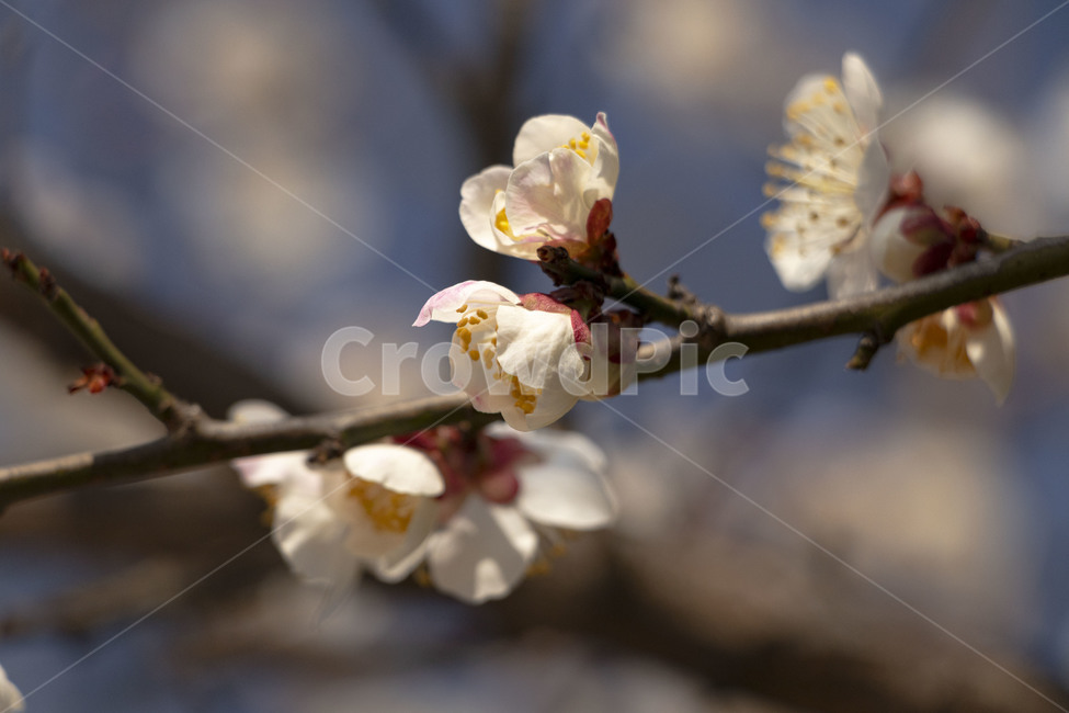 매화,매화꽃,백매화,plumblossom,whiteplumblossom,봄꽃,식물,plant,봄,계절,spring,season