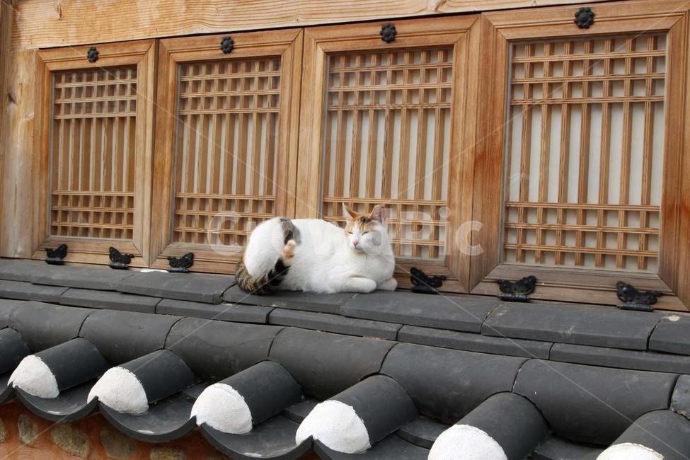 고양이,길고양이,야옹이,동물,친구,냐옹이,귀염,한국전통,한국문화,korean traditional,korean culture,동물,animal,포유류,mammal,고양이,cat,kitten,kitty
