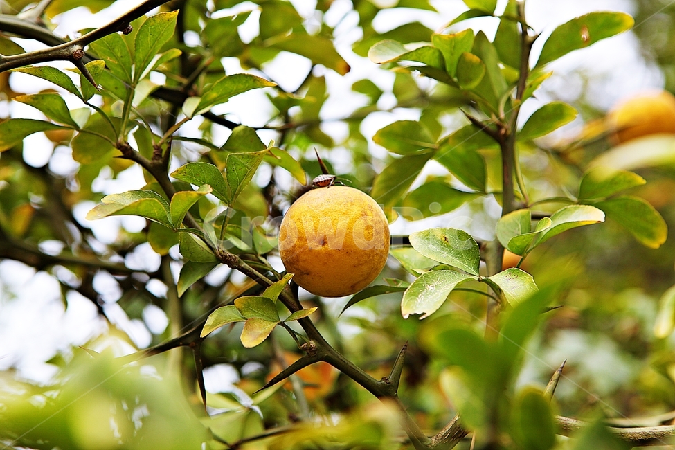 탱자,약용,노랑,과실,가시,침,식물,자연,잎,농업,농사,농촌,과일,열매,fruit