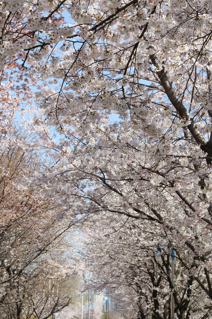 벚꽃,사쿠라,cherryblossom,봄,꽃,봄꽃,자연,봄,계절,spring,season,자연,풍경,nature,landscape,plant,식물,blossom,flower,cherry blossom