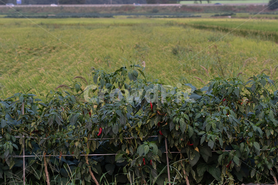 고추,식물,plant,botanical,자연