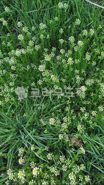 잡초,야생화,들꽃,별꽃,초록이,plant,식물,초목