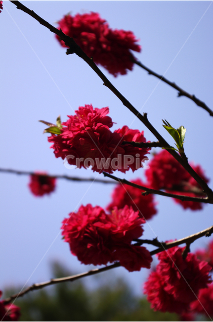 식물,flower,plants,nature,꽃,꽃봉오리,color,하늘,식물,자연,plants,nature,꽃,flower
