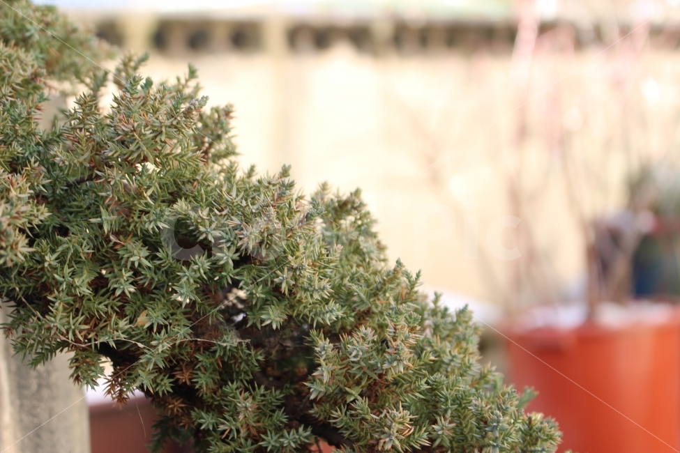 시골,논산,풍경,충청도,충남,나무,담장,화분,식물,자연,plants,nature