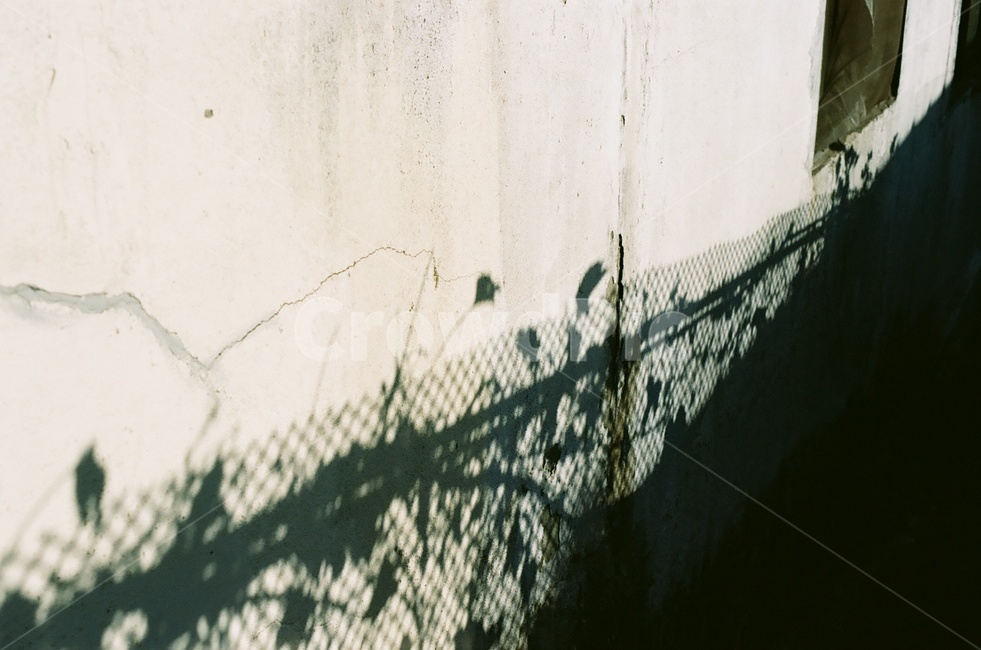 꽃,그림자,실루엣,벽,식물,감성사진,flower,silhouette,shadow,plants,wall,빈티지사진,빈티지느낌,빈티지감성,vintage