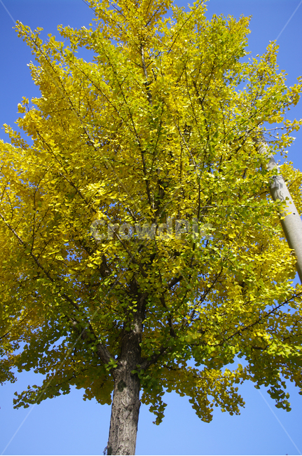 은행나무,가을,은행잎,식물,plant,하늘,가을,계절,fall,autumn,season,식물,자연,plants,nature,나무,trees,wood,tree,tree trunk,나무 줄기
