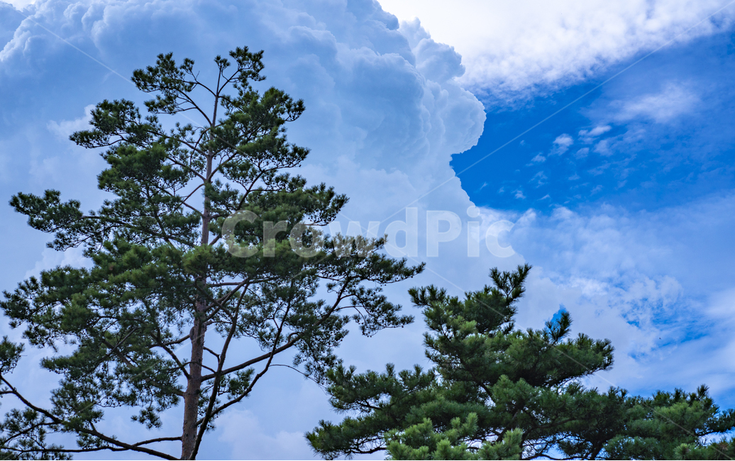 구름,하늘,풍경,자연,감성,분위기,맑음,자연,풍경,nature,landscape,tree,나무,plant,식물,outdoors,옥외