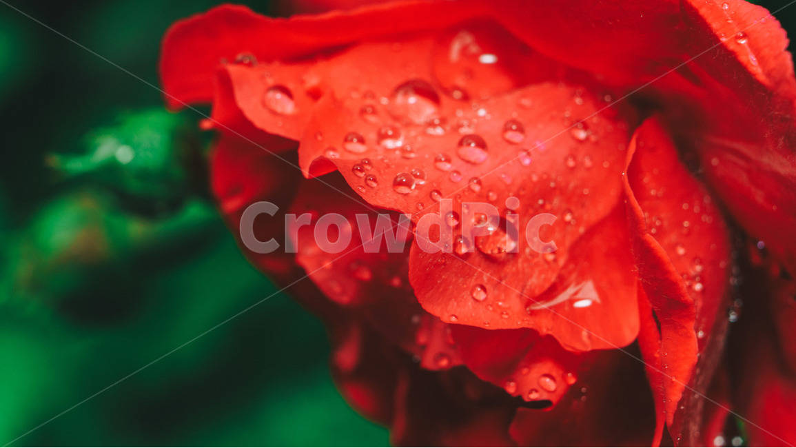 장미,꽃,꽃잎,접사,자연,물방울,closeup,flower,근접사,식물,자연,plants,nature,꽃,flower