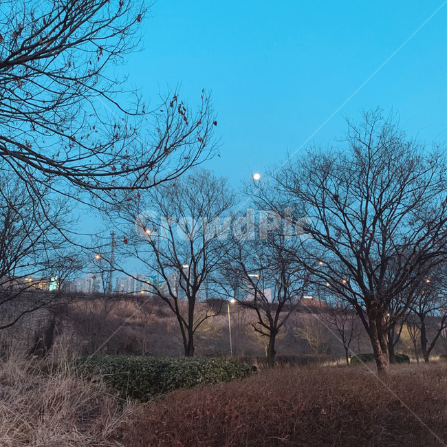 자연,식물,옥외,outdoors,plant,nature,해질녘,초저녁,가을,겨울,풍경,한강,한강공원,나무들,나무,불빛,야외,산책,산책길,산책도로