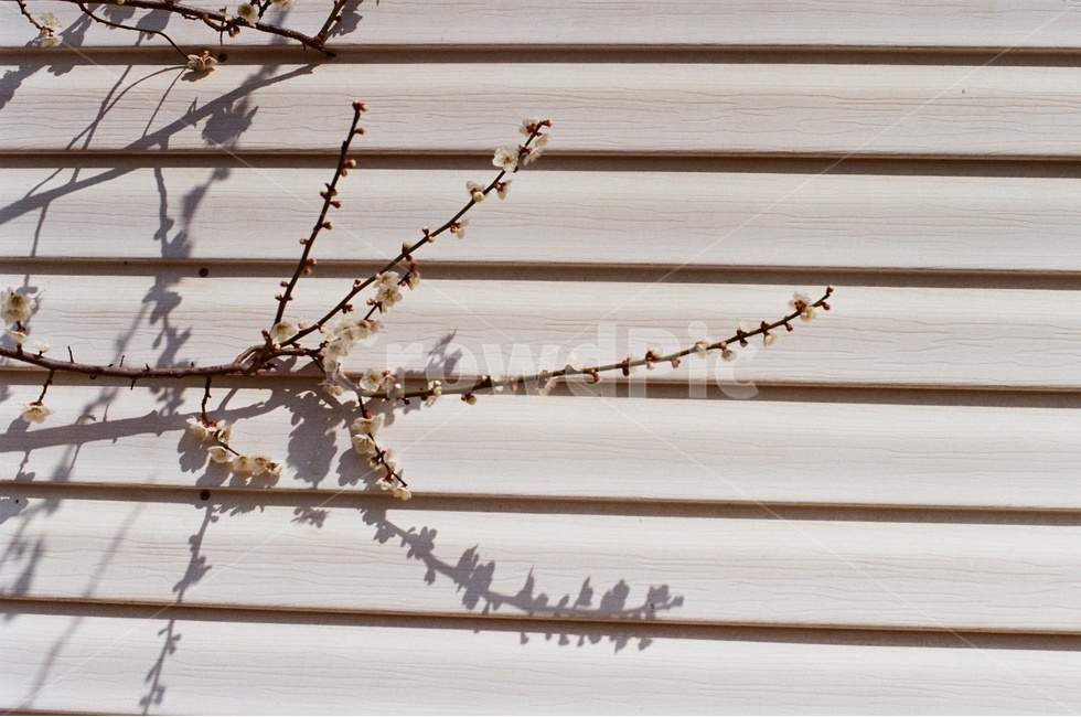 필름사진,홍매화,매화꽃,매화,flower,filmphotography,flowers,봄,계절,spring,season,식물,자연,plants,nature,꽃,flower,감성,sensible,feeling