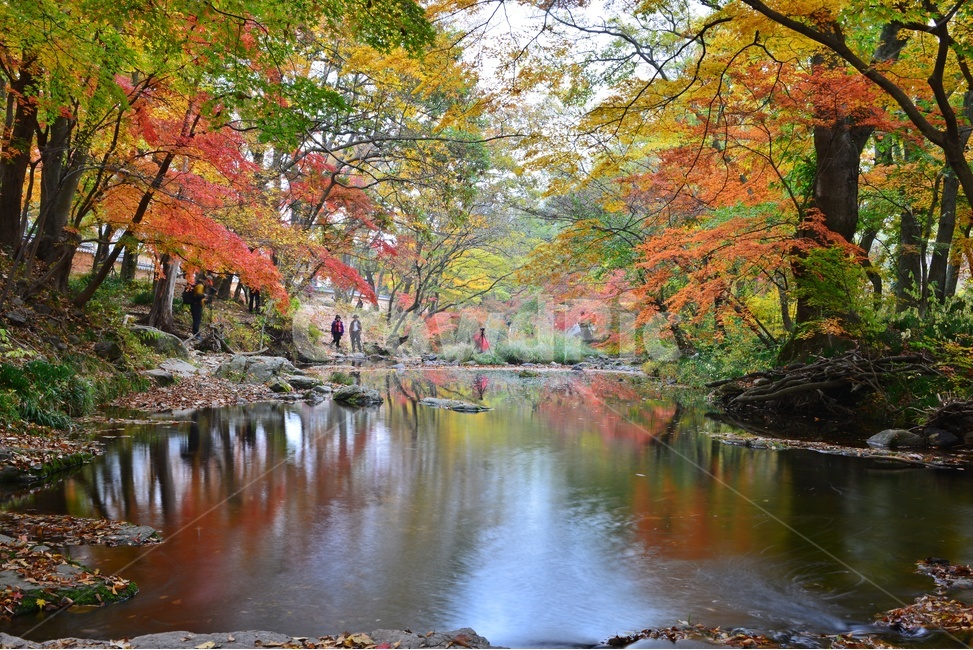 human,인간,person,사람,tree,나무,plant,식물,maple,leaf,잎,water,물,nature,자연,outdoors,옥외,고창,선운사,선운사가을,도솔천,가을,계절,추색,만추,단풍,반영,가을,계절,fall,autumn,season