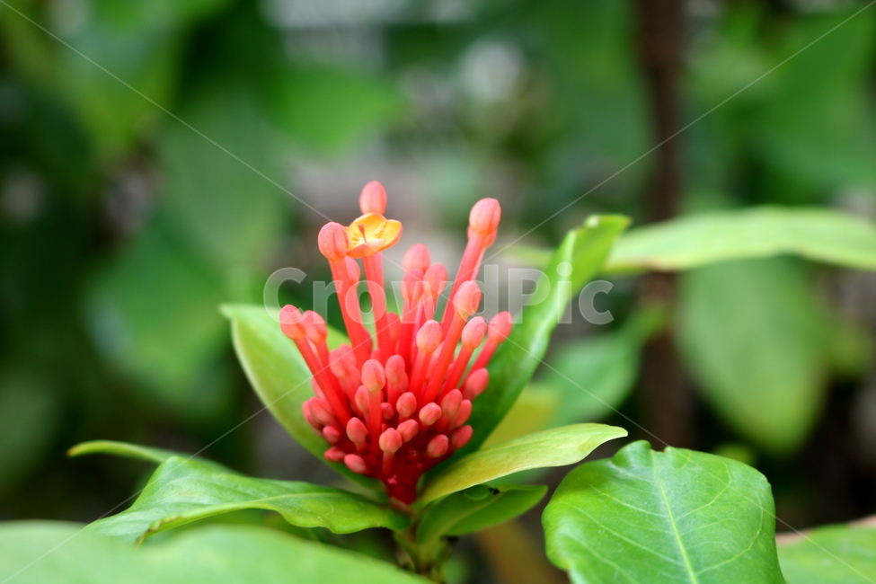 익소라,익소라꽃,꽃,식물,나무,자연,붉은색꽃,나뭇잎,빨간색꽃,식물,자연,plants,nature,꽃,flower