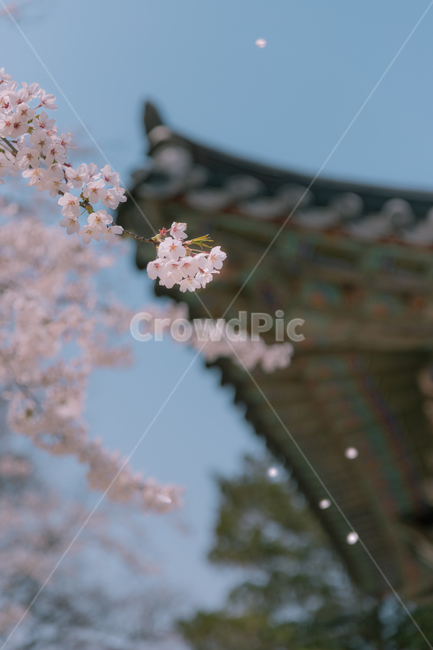 벚꽃,봄,풍경,감성,봄꽃,꽃비,색감,봄,계절,spring,season,plant,식물,flower,꽃,blossom