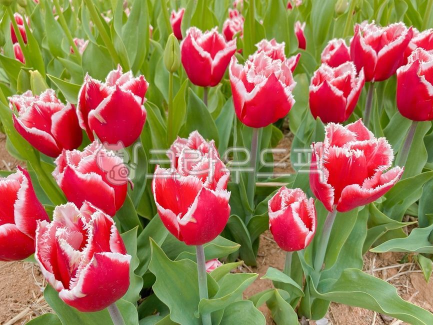 Red,plant,flower,red flower