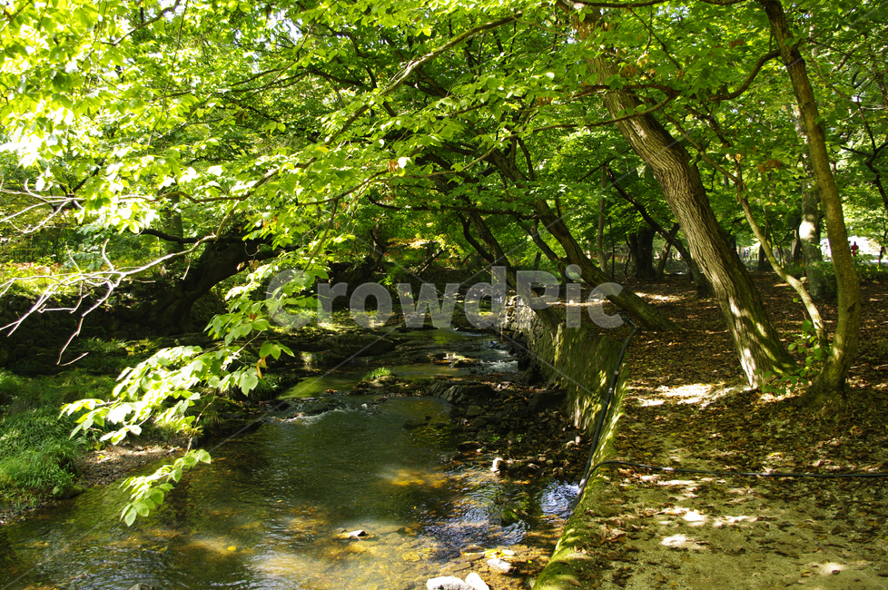 냇물,초록,나무,빛,풍경,자연,풍경,nature,landscape,water,물,outdoors,옥외,land,땅