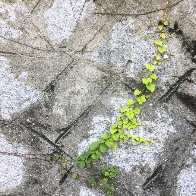 식물,벽,초록,넝쿨,그라데이션,식물,자연,plants,nature