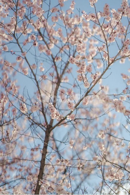 꽃,봄,벚꽃,설렘,사랑,연애,데이트,봄,계절,spring,season,식물,자연,plants,nature,꽃,flower,plant,blossom