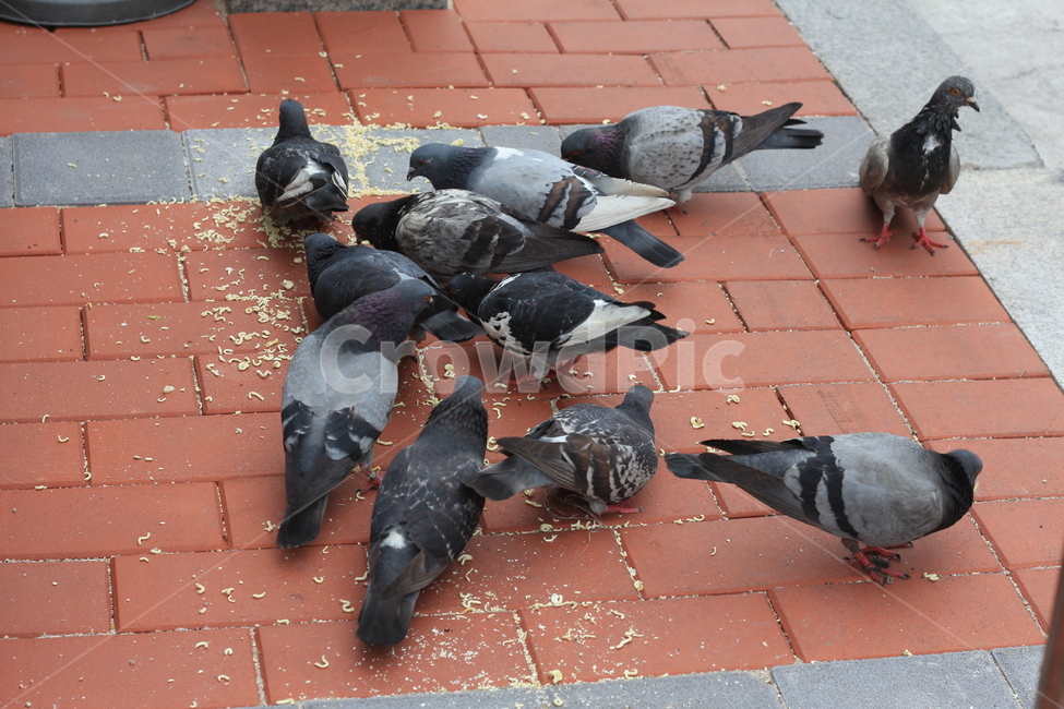 비둘기,먹이,동물,도시,길거리,동물,animal,조류,새,birds