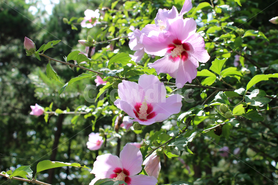 꽃,무궁화,핑크,초록,자연,대한민국,flower,green,pink,nature,식물,자연,plants,nature,꽃,flower