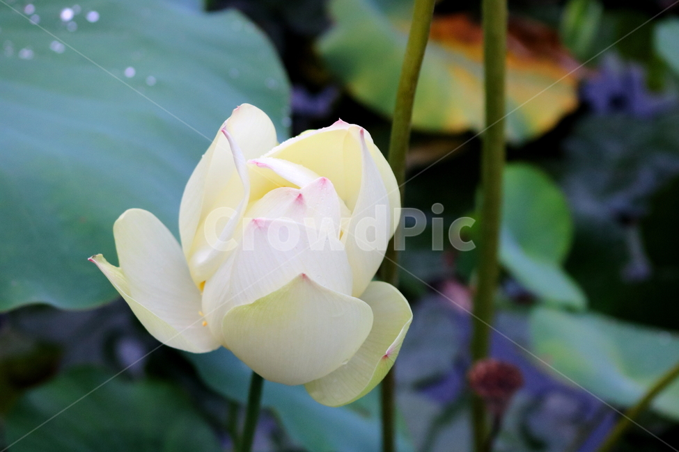 수련,연꽃,연잎,식물,수생식물,연,자연,식물,자연,plants,nature,꽃,flower
