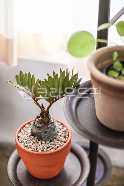 cute flower pot,pot,small plant,plant,small flower pot,cute plant