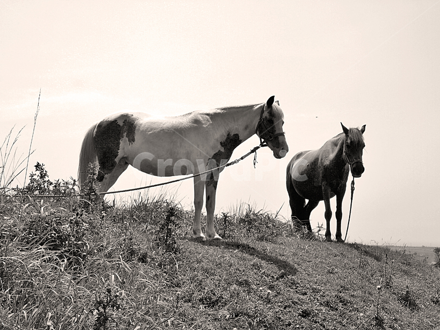 조랑말,제주마,말,방목,동물,동물,animal,포유류,mammal,흑백,모노톤,monochrome,black and white