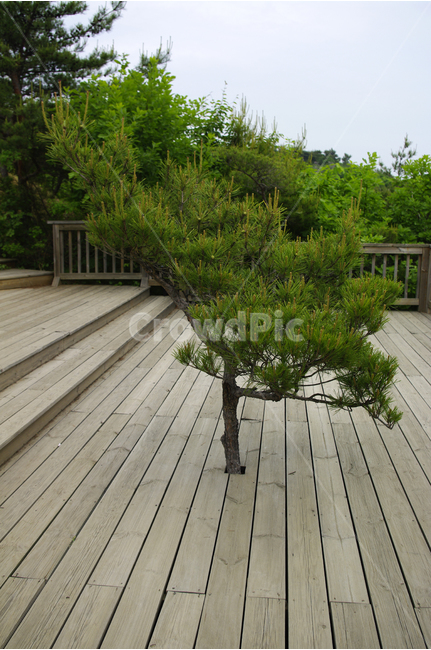 소나무,나무,자연,식물,데크,조경,식물,자연,plants,nature,나무,trees,wood